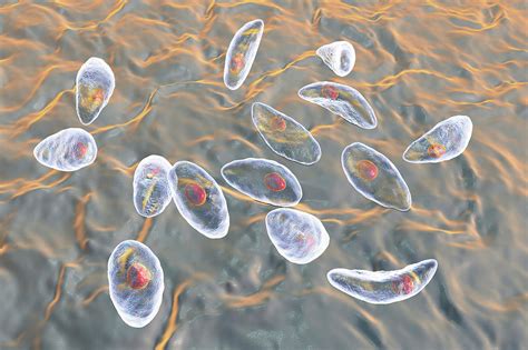 Toxoplasma Gondii Parasites Photograph By Kateryna Konscience Photo