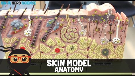 Integumentary System Skin Model Anatomy Youtube