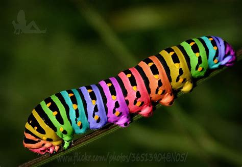 Rainbow Caterpillar 5799 Beautiful Bugs Colorful Animals Animals