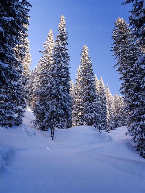 Trail Inside Coniferous Forest Covered With Snow In Winter With By