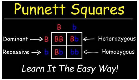 Punnett Square Practice Quiz & Answers to Learn » Quizzma