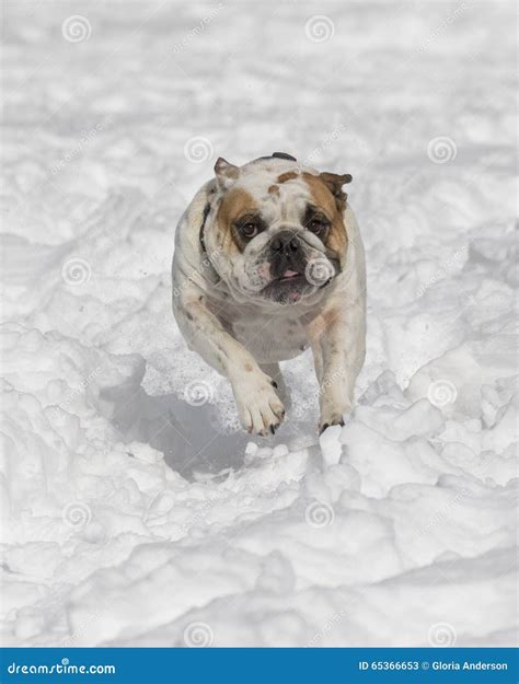 Bulldog In The Snow Stock Image Image Of Natural Running 65366653