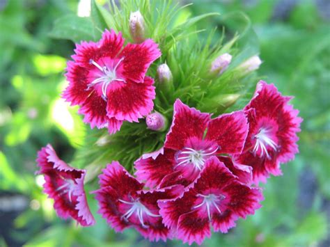 Pink is a color that is a pale tint of red and is named after a flower of the same name. Carnation Flower Part 2 - We Need Fun