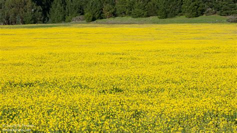 Mustard Field Half Moon Bay Ca Hmbmustard51213 Bob Stronck