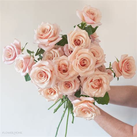 Peachy Pink Pink Mother Of Pearl Rose Diy Wedding Flowers — Flower Moxie