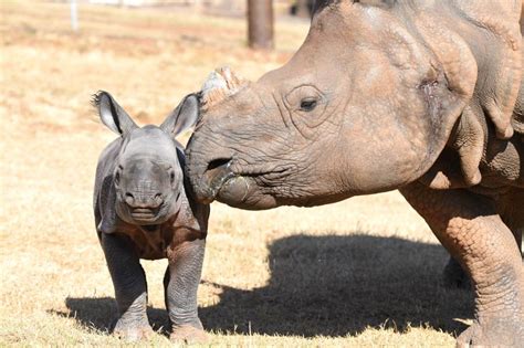 Baby Indian Rhino Born At Oklahoma City Zoo Facebook Contest Being