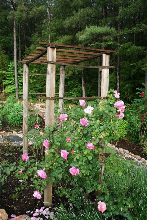 How To Build A Trellis For Climbing Roses In 2020 Climbing Roses