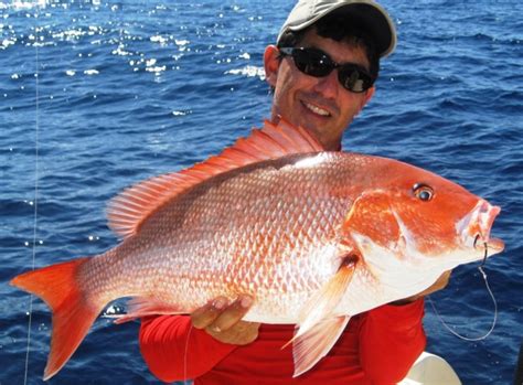 What Eats The Red Snapper As Their Natural Predators Fresh Red