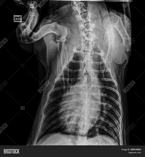 X Ray Dog Anterior Image And Photo Free Trial Bigstock