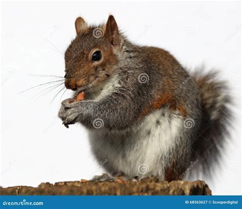 Grey Squirrel Eating Peanuts Stock Image Image Of Tree Rodent 68563627