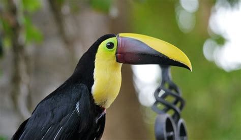 What Are Bird Beaks Made Of Insight Into Avian Beak Anatomy