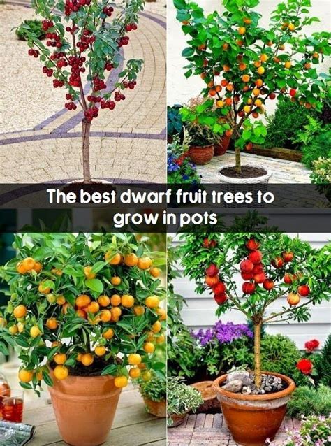 Dwarf Fruit Trees Nj Pin By Paula Gregory On Gardening Ideas Dwarf
