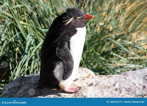 Penguin De Rockhopper Isla Del Punto Oeste En Isla De Falkland Foto De