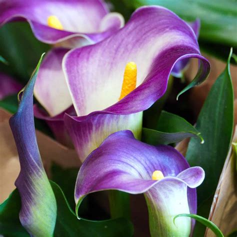 How To Grow Beautiful Calla Lilies The Homesteading Hippy