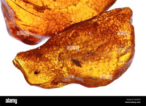 Amber With Insect Inside Stock Photo Alamy