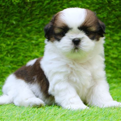The shih tzu was recognized by the american kennel club in 1969 and has continued to climb in popularity to this day. Shih Tzu Puppies for Sale in Delhi Ncr | Dav Pet Lovers
