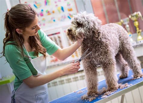 Grooming business and floor plans, wage systems and forms for pet groomers. 10 Tips For Running A Pet Grooming Business Plan