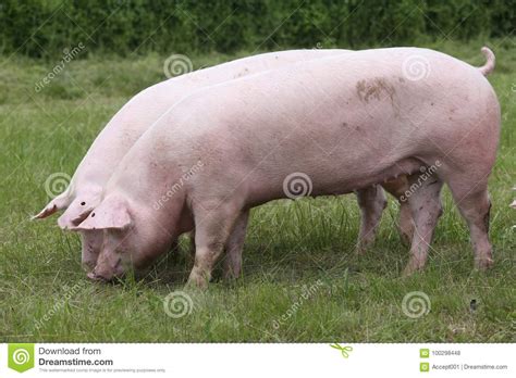 Duroc Breed Pigs Graze On Pasture At Animal Farm Stock