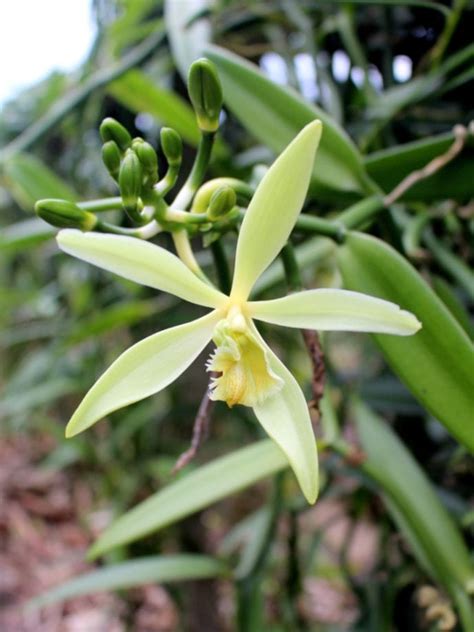 Growing Vanilla Orchids: Tips For Vanilla Orchid Care