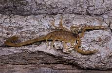 scorpion scorpions bark rowe vittatus centruroides scorpian quickly fiercer sting why meek fighting