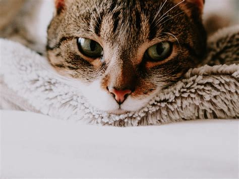 Cat Behavior — Why Cats Hiss Bite And Attack