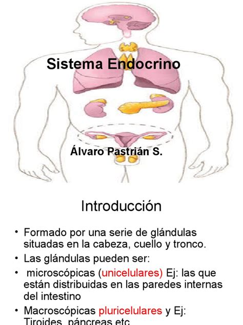 Sistema Endocrino Pdf
