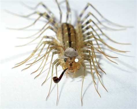 House Centipede Glossy Poster Picture Photo Bug Insect Creepy Crawler