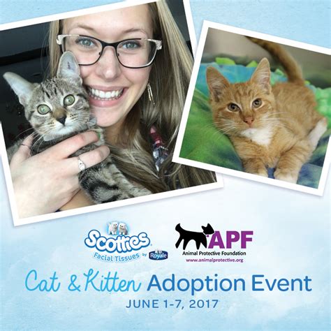 Cats have been our companions for centuries. Scotties Facial Tissue Cat & Kitten Adoption Event ...