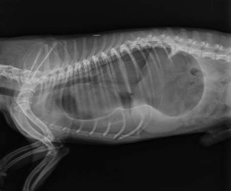 Dog X Ray Diaphragmatic Hernia In Dog Stomach Herniated In The Thorax