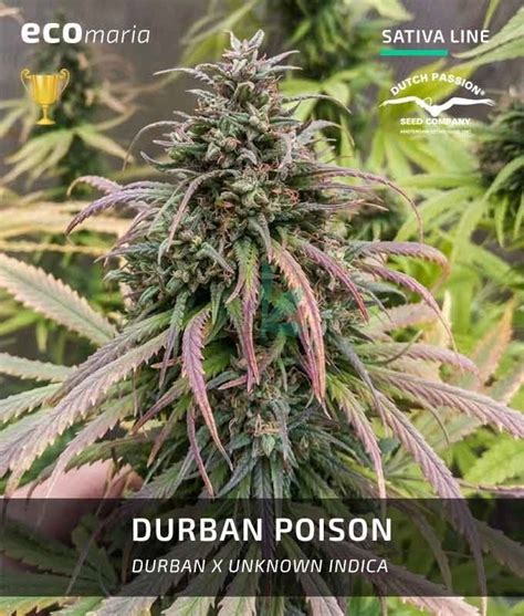 Durban Poison Cannabis Todo Sobre Esta Semilla Ecomaria