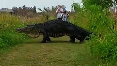 800 Pound Gator Caught On Camera Cnn Video Alligator Florida