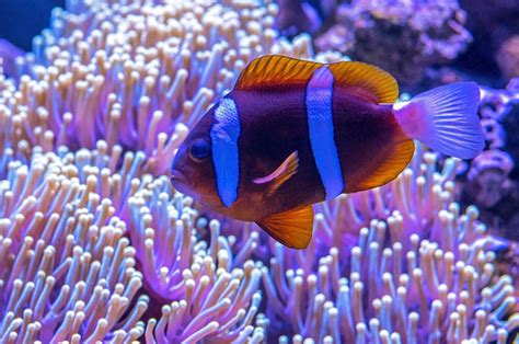 Anemone Fish Live In Sea Anemones Wh Hd Photo By David Clode