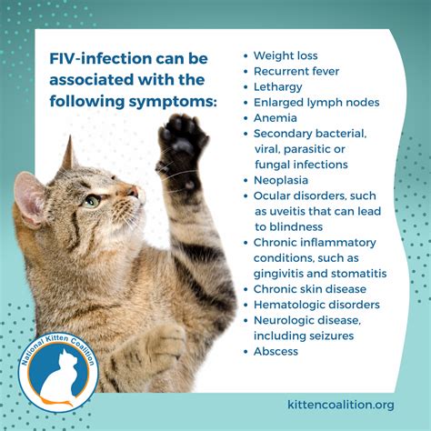 Understanding Feline Immunodeficiency Virus Fiv Phases And Symptoms National Kitten Coalition