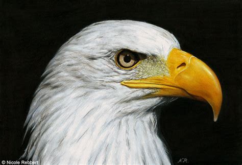Eagle Drawing By Quelchii On Deviantart