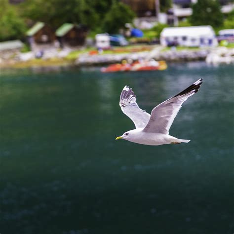 Gambar Air Alam Burung Udara Burung Laut Camar Perjalanan