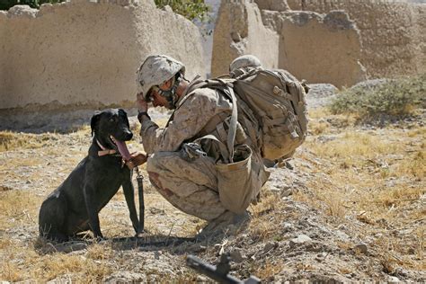 The film follows two arms dealers, efraim. Take Two | Canine veterans honored in new 'War Dogs' book ...