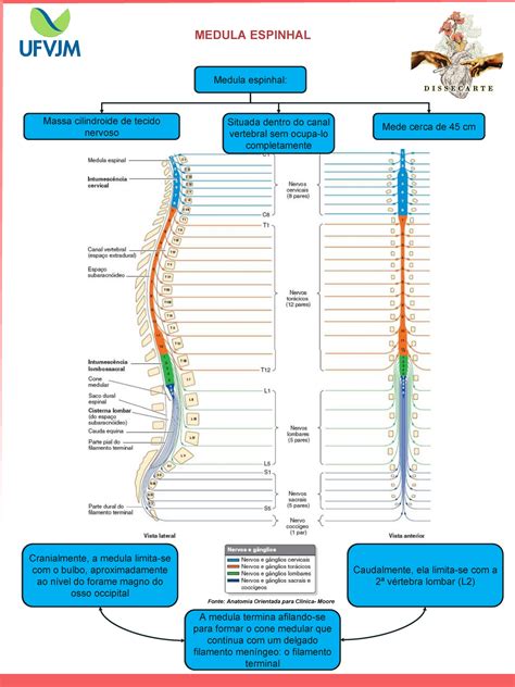 Mapa Mental Da Medula Espinhal Resumo Fonte Anatomia Orientada