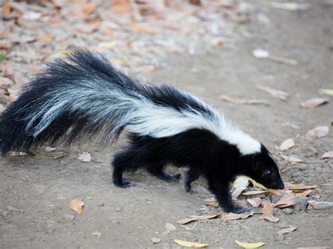 Baby skunk learns to stomp his hands — then he does handstands and stomps his back feet! Skunk Removal | Cornelius, Mooresville & Kannapolis, NC ...