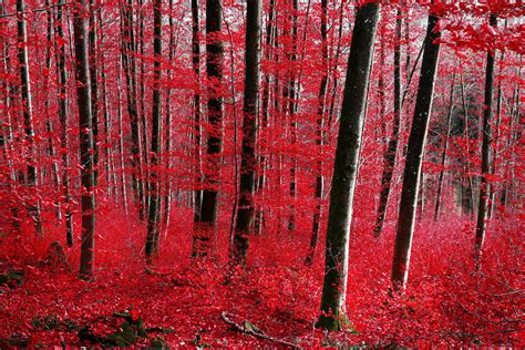 Bloodred Forest By Aenea Jones On Deviantart