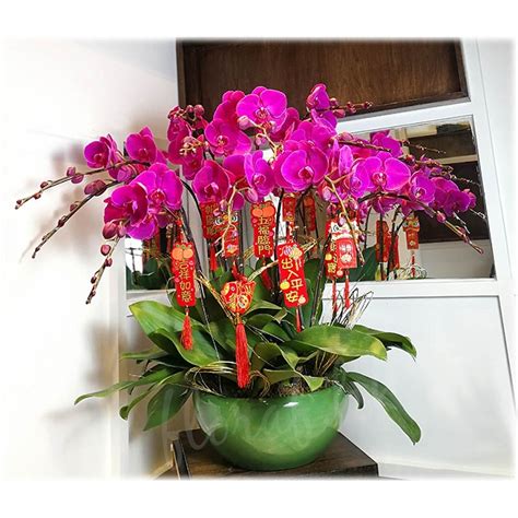 Chinese New Year Flowers Butterfly Orchids Arrangement