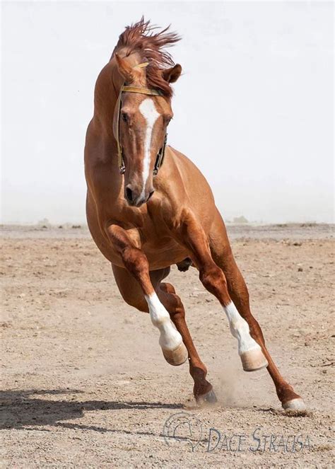 karabakh horse horse breeds horses beautiful horses