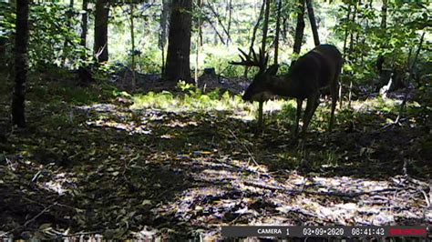 A Buck Comes In To Check Out My Mock Scrape With Big Rack Buck Lure