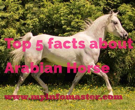 Top 5 Facts About Arabian Horse Info Master News