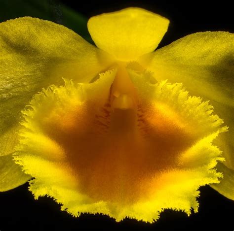 Wild Yellow Orchid Blossom Free Image Download