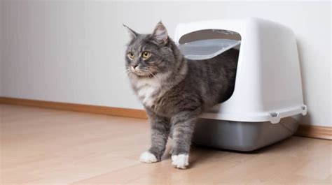 The 15 Best Litter Boxes For High Spraying Cats High Sided Covered