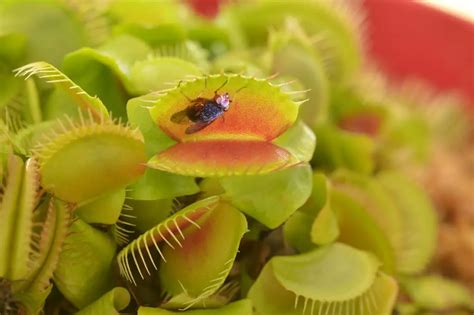How Often Do Venus Fly Traps Eat And What To Feed Them Soak And Soil
