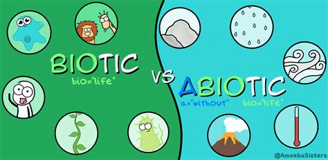 Biotic Vs Abiotic Factors I Biology I The Amoeba Sisters Abiotic