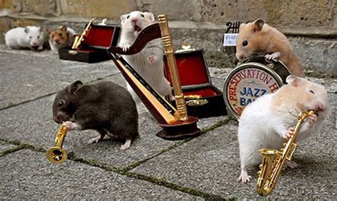 Animals Playing Instruments But Then They Started To Play It Was As