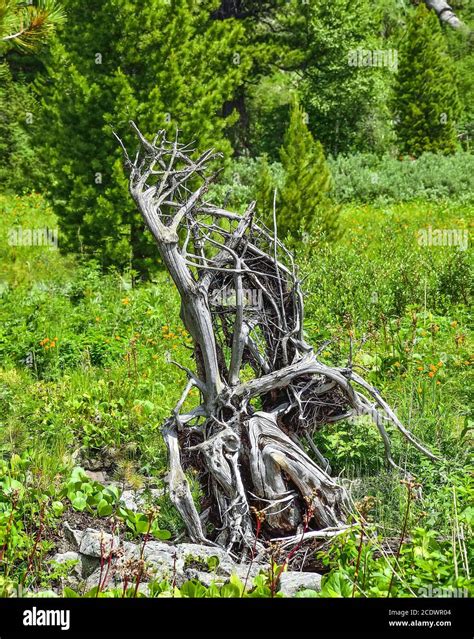 Twisted Pine Tree High Resolution Stock Photography And Images Alamy