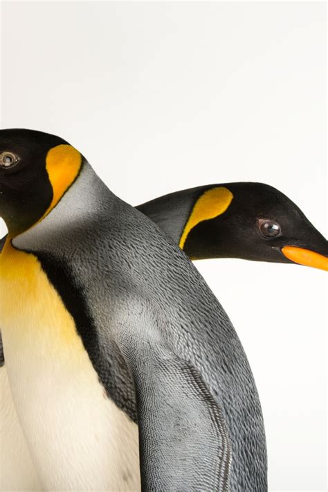 Emperor Penguin Prey